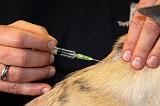 WHIPPET - PIQURE 166